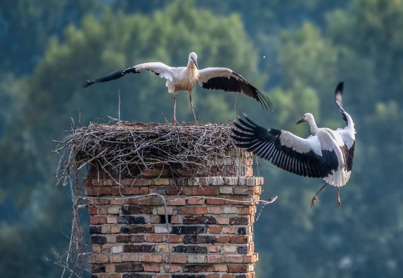 Professional Chimney Animal Removal Services in Evanston, Illinois