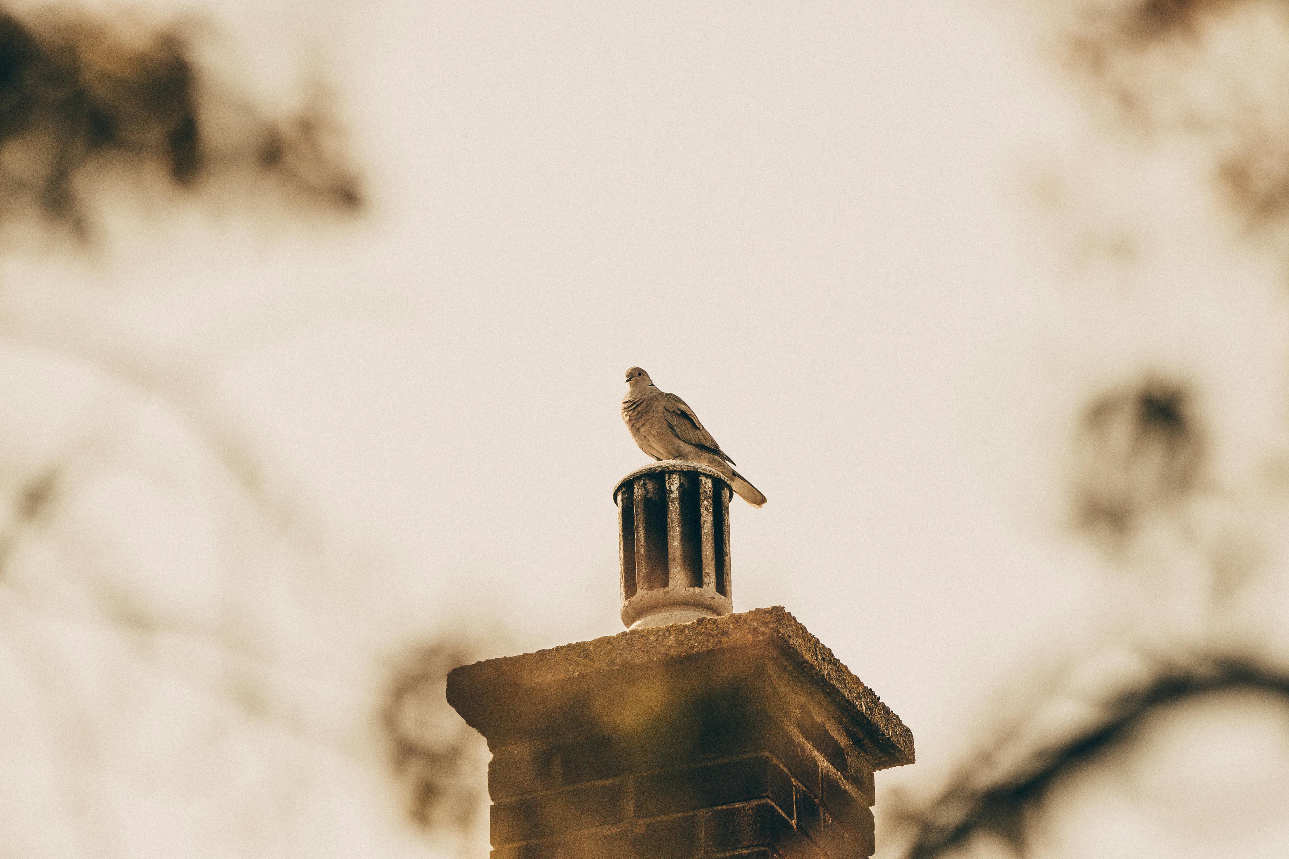 Expert Chimney Cap Installation in Evanston, Illinois